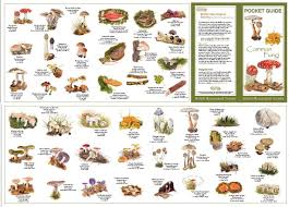 Wild Mushroom Identification Charts Order By Mail Using