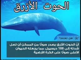 ملخص الموضوع الحوت الأزرق Youtube Whale Animals