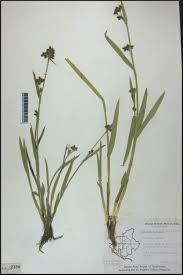 Image result for Fuirena ciliaris