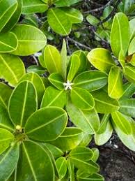 Image result for Erythroxylaceae