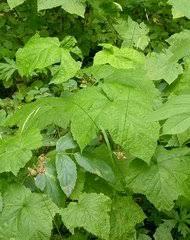 Image result for Hydrothauma manicatum