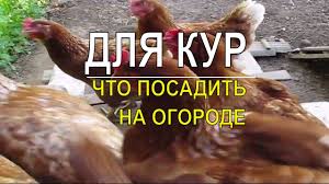 как быстро сделать кормушку для птиц в домашних условиях Chto Posadit Dlya Kur Nesushek Na Ogorode Kury Kury Nesushki Ogorod Youtube Razvedenie Kur Kormushka Dlya Kur Kuryatnik