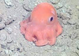 Octopus Is So Cute That Adorable Might Become Its Name Octopus Species Animals Cute Animals