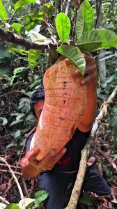 Image result for Manihot glaziovii