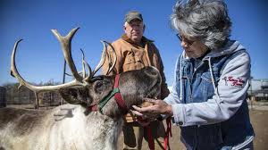 Fulton Valley Farms adds live reindeer for holidays and year-round business 
