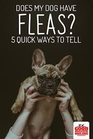 Does My Dog Have Fleas 5 Signs To Know It Good Doggies Online Fleas On Puppies Dogs Good Doggies Online