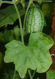 Image result for Zehneria scabra