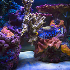 Maybe you would like to learn more about one of these? Los Angeles Custom Saltwater Freshwater Aquarium Designs
