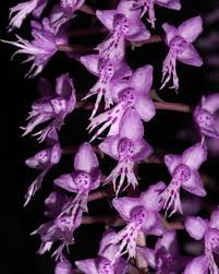 Image result for Stenoglottis