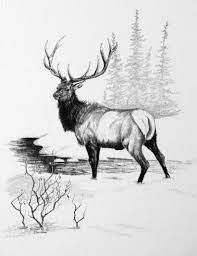 Baby sharks are called pups, baby kangaroos are called joeys. Black And White Original Pencil Drawings By Carolyn W Davidsoncarolyn W Davidson Paintings And Drawings Carolyn W Davidson