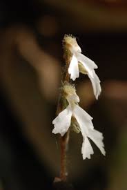 Image result for Zeuxine