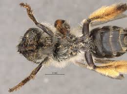 Image result for Corycium dracomontanum