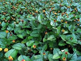 Image result for Spilanthes