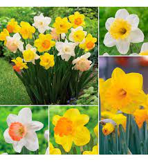 Big Blooms Daffodil Variety Collection 100 Bulbs Daffodil Bulbs Self Watering Planter Big Blooms