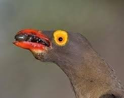 Ox-pecker – SmallScience