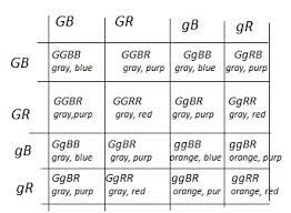 Biology 10.1 quiz flashcards | quizlet source: Oompah Loompa Genetics Teacher S Guide