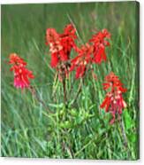 Image result for Erythrina zeyheri