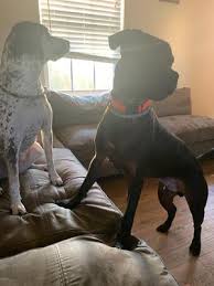 Maybe you would like to learn more about one of these? 2 Pack Seresto Flea And Tick Prevention Collar For Large Dogs 8 Month Flea And Tick Prevention Walmart Com Walmart Com