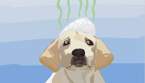 We did not find results for: Ask The Vet What To Do When The Puppy Gets Skunked