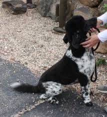 Black And White Tuxedo Standard Poodle Deede Black And White Parti Standard Poodle W Ticking In Her White Coloring Standard Poodle Poodle Stud Dog