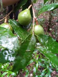 Image result for Salacia madagascariensis