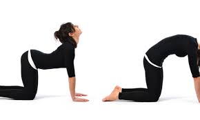 What yoga poses and postures did you enjoy during your pregnancy? Yoga Poses Cow Cat Back Stretch Pose Workout Trends