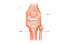 Anatomical structures of the lower limb (hip, thigh, knee, leg, ankle and foot) and specific regions (compartment of the lower limb) are visible on dynamic labeled images. A Guide To Your Knees Well Guides The New York Times