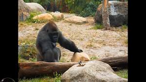 Our system stores gorilla weight lifting apk older versions, trial versions, vip versions. The Pouting Gorilla Pushing A Huge Trunk To Show His Strength Bushgardens Youtube