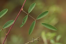 Image result for Indigofera setiflora