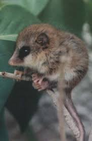 Monito del monte @ colocolo @ colocolo opossum. 20 Fauna Biobio Ideas Fauna Animals Small Wild Cats