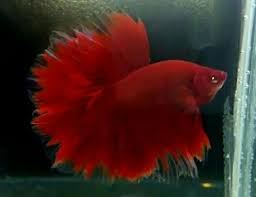 Halfmoon Super Red
