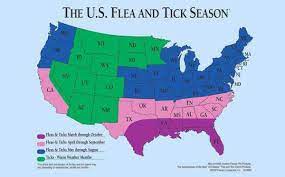 Weathering Flea And Tick Outbreaks Adams