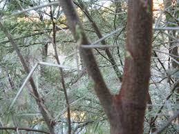 Image result for Acacia nebrownii