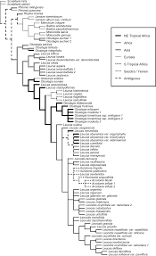 Image result for Leonotis myrothamnifolia