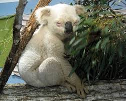Image result for one of a kind animals