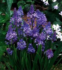 Image result for Scilla