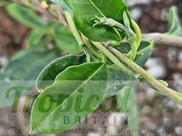 Image result for Fockea angustifolia
