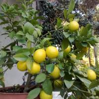 Résultat de recherche d'images pour "patlican incir"