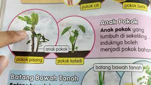 Rimpang yaitu batang yang berubah bentuk menjadi bentuk yang khas dan tumbuh di bawah tanah. Tahun 3 Sn 5 Tumbuh Tumbuhan Cara Pembiakan Youtube