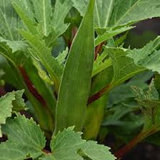 Image result for Abelmoschus esculentus