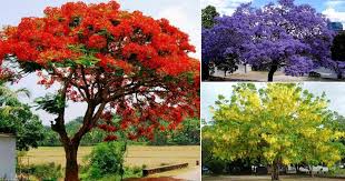 Tree with red flowers india. 9 Best Flowering Trees In India You Can Grow India Gardening
