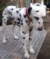 Big ups to everyone who's been sending in their predicaments. Hilarious Photos Of Animals In Predicaments Daily Mail Online