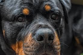 See more of rottweiler puppies for sale in texas on facebook. Giant Rottweiler Puppies For Sale Mississippi Rottweilers