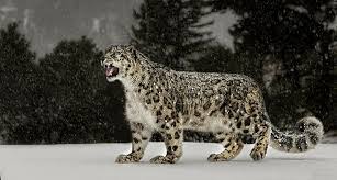 hd wallpaper snow leopard