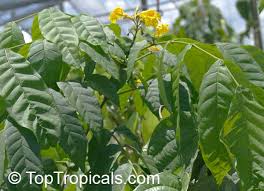 Image result for Markhamia tomentosa