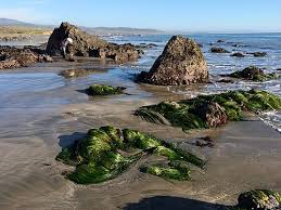 Image result for Phyllorachis