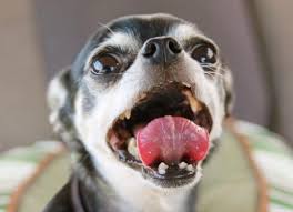 Dog Saliva: 9 Facts You Should Know | PetMD