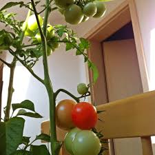 How to grow tomatoes indoors. How To Grow Tomatoes Indoors Hubpages