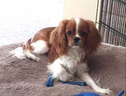 Glenwood Cavaliers On Good Dog Cavalier King Charles Spaniel All Grown Up Cavalier King Charles Spaniel King Charles Puppy Cavalier King Charles