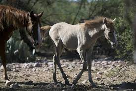 How Many Horses Are Too Many Along The Salt River